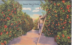 Florida Orange Trees Being Harvested