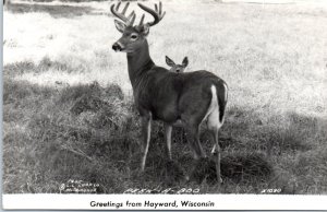 1945 Deer Greetings from Wayward Wisconsin Real Photo Postcard