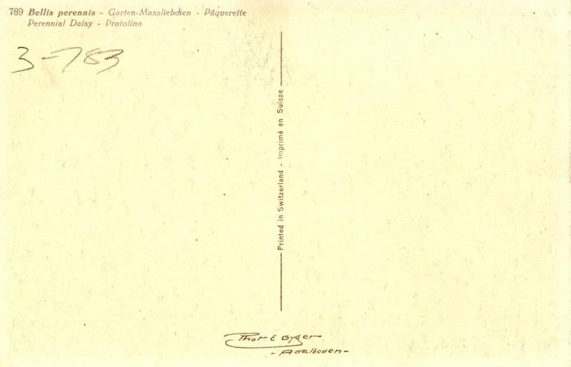 Flowers -  Perennial Daisy                 (Thor & Gyger #789)