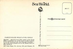 Shamu Killer Whale at Sea World Postcard