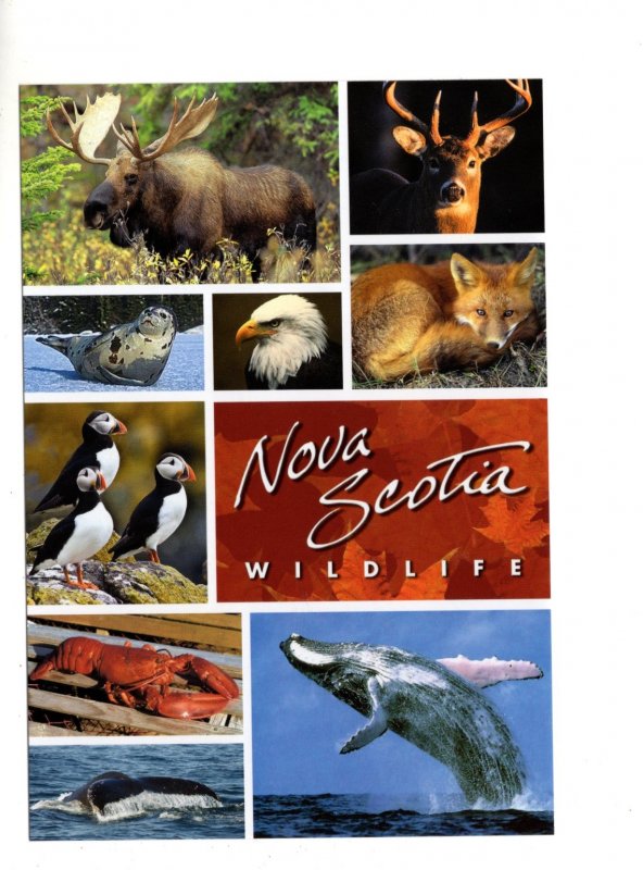 5 X 7 in Large Nova Scotia Wildlife, Moose, Deer, Fox, Birds, Seal Whale Lobster