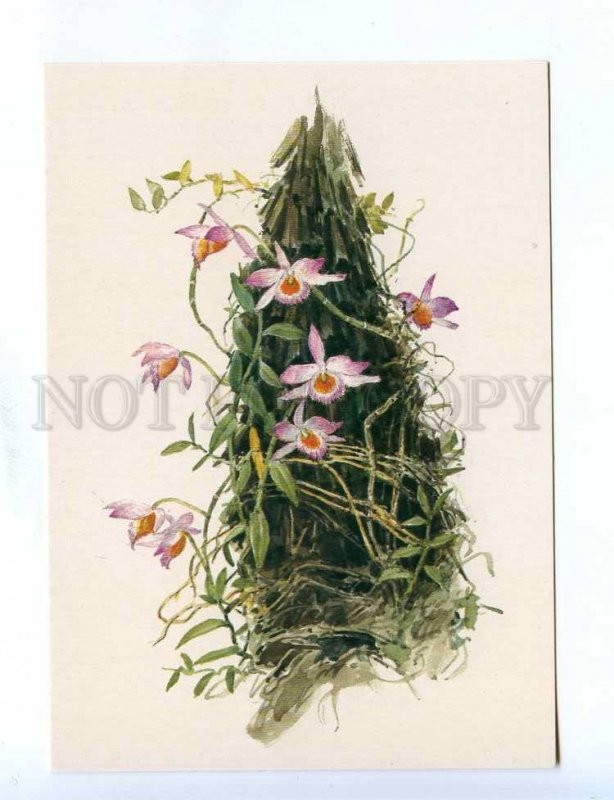 200400 Orchid by artist Shipilenko old postcard