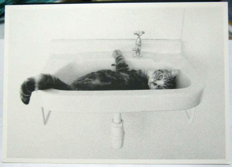 Postcard Cat Kitten in sink - unposted