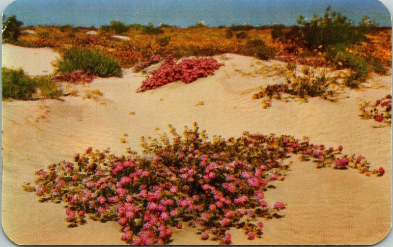 Desert Verbenas Sand Dunes Spring Postcard Petley VTG UNP Vintage Unused  