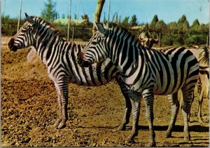 Grant's Zebra County House Zoo Madrid Postcard PC319
