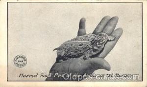 Horned Toad Animal Postcard Post Card  