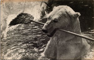 Postcard New York City Polar Bear Chewing on a Broom Stick Bronx Zoo 1940s V189