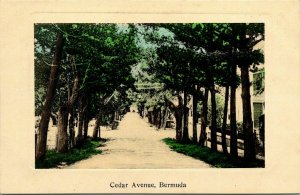 Cedar Ave Bermuda Antique Postcard DB UNP Unused Hamilton Phoenix Drug Store 