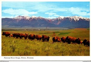 Montana Moiese National Bison Range Buffalo Herd 1987