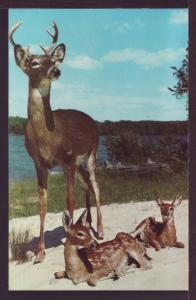Buck and Two Fawns Deer Post Card 3348