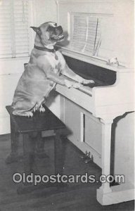 Photographed by Dewey Mathews Dog Unused 