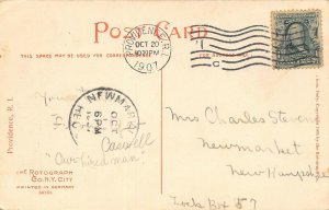 LP46      Providence  Rhode Island Roger Williams Park Swans   Postcard 