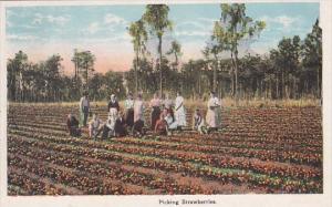 People Picking Strawberries
