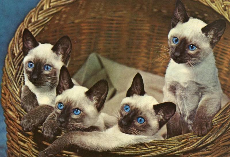 Blue-eyed Cats