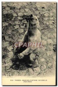 Postcard Old Bear Paris Museum of Natural & # 39histoire L & # white 39ours