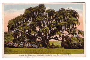 Grand Old Live Oak, Middleton Gardens, Summerville, South Carolina, Used 1928