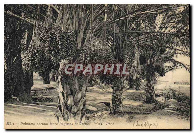 Old Postcard Palms carrying their schemes of dates