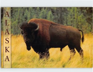 Postcard American bison, Delta Bison Range, Delta Junction, Alaska