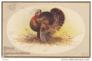Clapsaddle, Cordial Thanksgiving Greetings, Wild Turkey, PU-1908