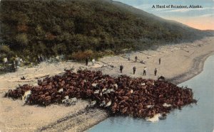 Postcard A Herd of Reindeer in Alaska~129047