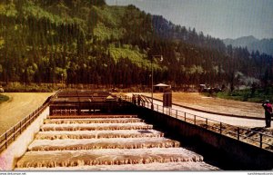 Oregon Bonneville Dam Bradford Island Fish Ladder