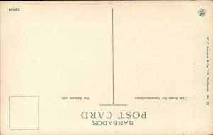 Vintage PC Barbados Silk Cotton Trees Postcard