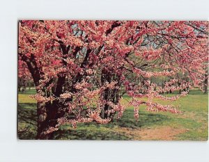 Postcard Redbud (Cercis canadensis)