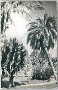 Palms In The Botanical Gardens Port Of Spain Trinidad B. W. I. Postcard