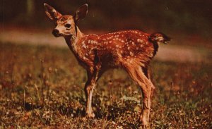 Vintage Postcard Baby Fawn State Woodlands Adirondack Mountains NY