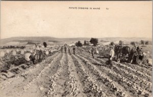 Potato Digging in Maine Farmers Harvest Horses Farming Postcard Z21