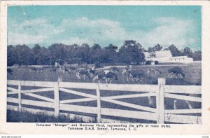 TAMASEE, South Carolina, PU-1951; Manger & Guernsey Cow Herd
