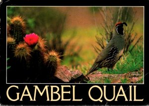 Birds The Gamble Quail 1994