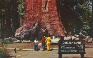 Yosemite National Park CA, California - Giant Redwood Grizzly - Mariposa Grove