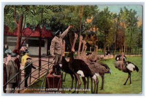 1915 A Ten Foot Reach For An Orange At The Ostrich Farm Jacksonville FL Postcard