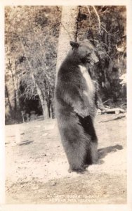 Yosemite Park California Black Bear  Real Photo Vintage Postcard AA66856