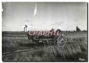 Modern Postcard Mink Vendee country Maraichin Donkey Mule