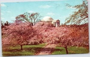 Cherry Blossoms blocking view of Jefferson Memorial