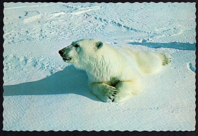 Alaska Polar Bear Photo by Lee Miller, Anchorage - Cont'l