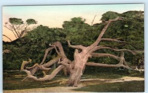 DEL MONTE, CA California ~ Monterey County RAMS HORN TREE Handcolored  Postcard