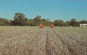 Mechanical Cotton Picker Harvesting Cotton