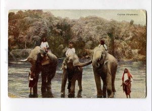 3075564 Ceylon Elephants & drivers Vintage colorful PC