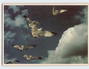 Postcard Gulls in Flight Along the Golden Strand Beaches South Carolina USA