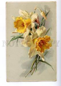 3148544 Narcissus Daffodil by C. KLEIN vintage M.&L. PC