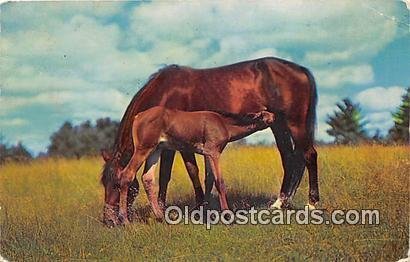 Virginia's Eastern Shore Chincoteague Ponies 1971 