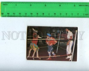 259292 USSR Circus Kangaroo Boxing Pocket CALENDAR 1988 year