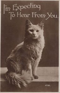 I'm Expecting To Hear From You Cat Real Photo Valentines Cats Postcard