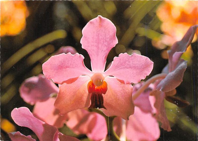 Orchid - Singapore