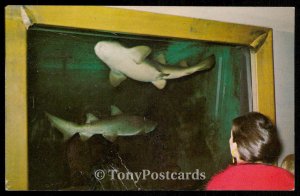 Aquarium de Quebec - Requins-Sharks