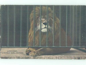 Divided-Back ZOO SCENE Chicago Illinois IL AG1983