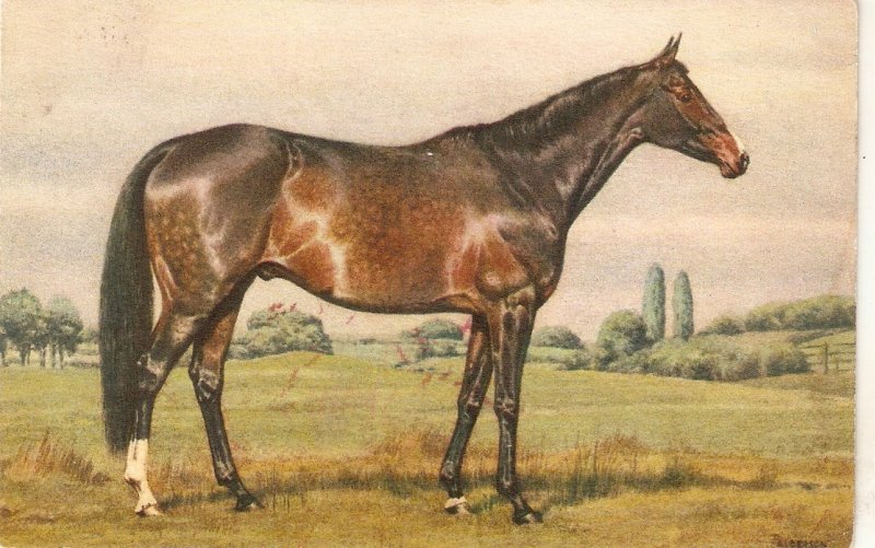 Alderson. A Horse Fine painting, vintqge  Swiss postcard